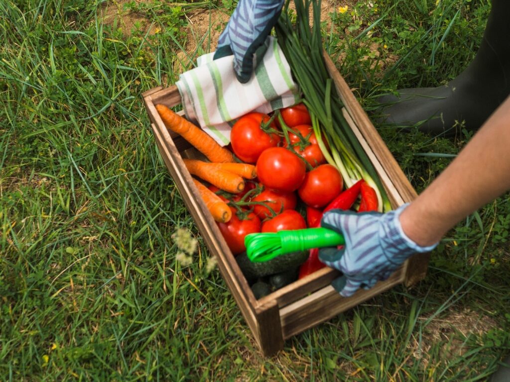 A woman hands holding a crate with fresh organic vegetable