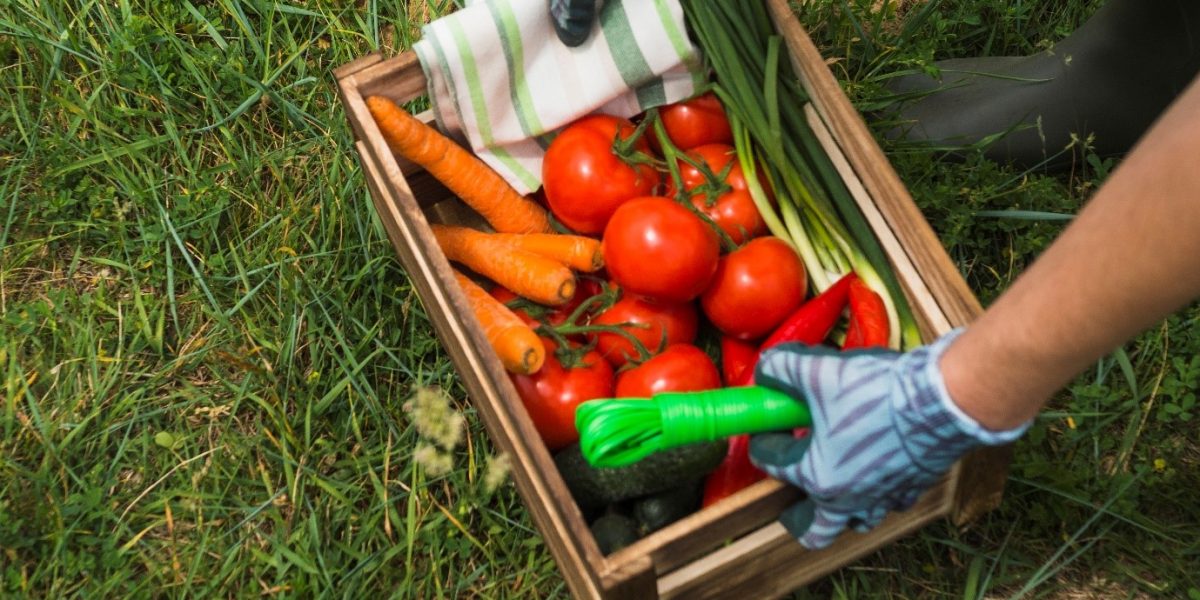 A woman hands holding a crate with fresh organic vegetable