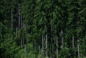 Biodiversity Conservation and Forest Ecosystem Management Training