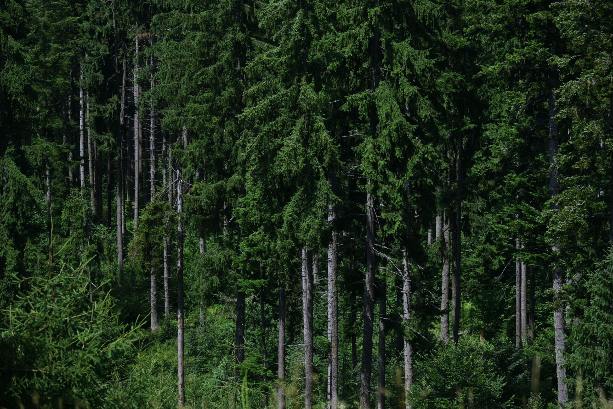 Biodiversity Conservation and Forest Ecosystem Management Training