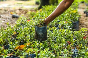 Community-Based Forest Management and Participatory Land Use Planning Training
